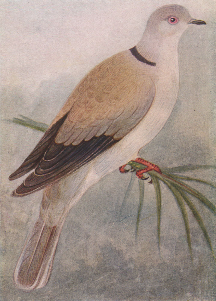 INDIAN BIRDS. The Ring Dove 1943 old vintage print picture